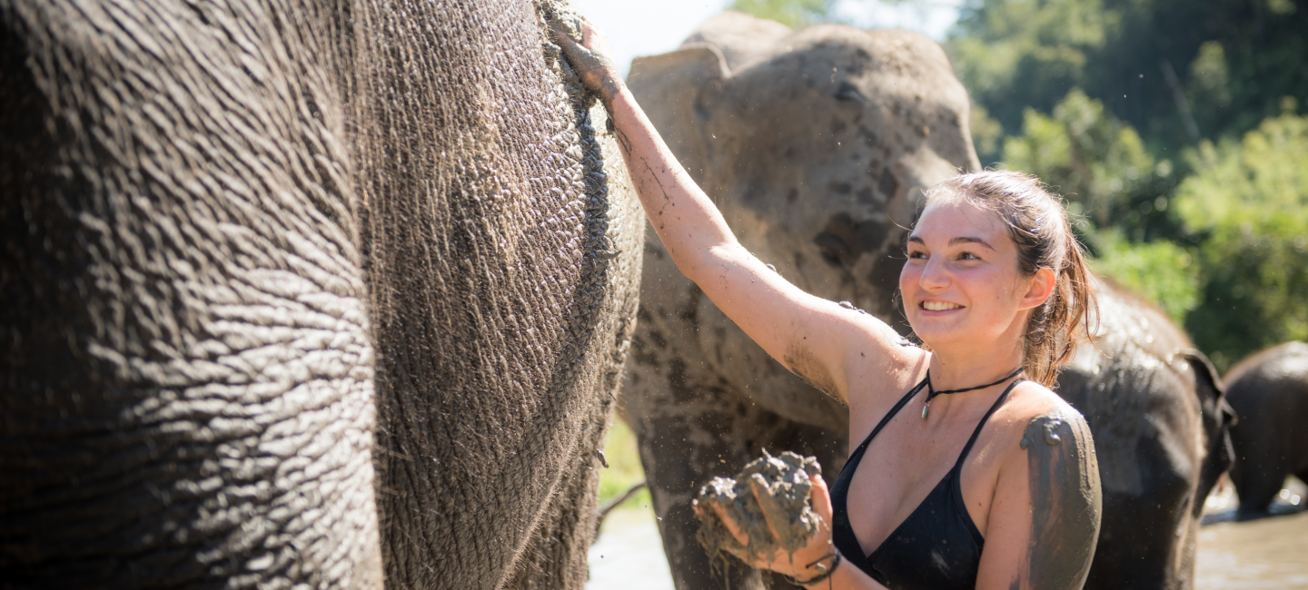 Into The Wild Elephant Camp Elephant Camp Chiangmai Elephant Tour Chiangmai